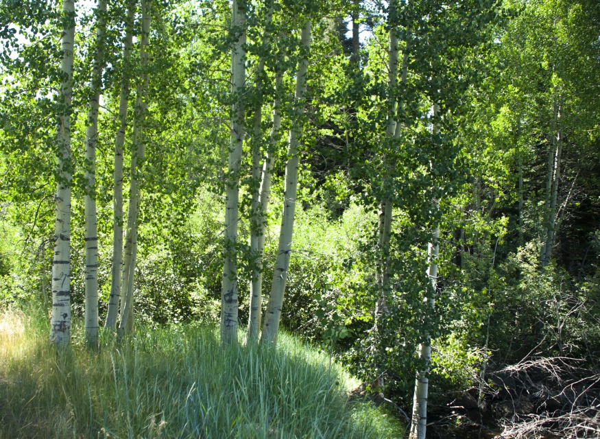 Trembling Aspen bark