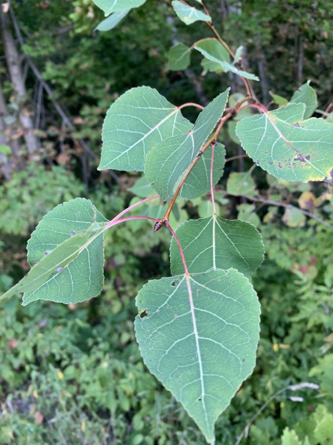 Trembling Aspen leaves