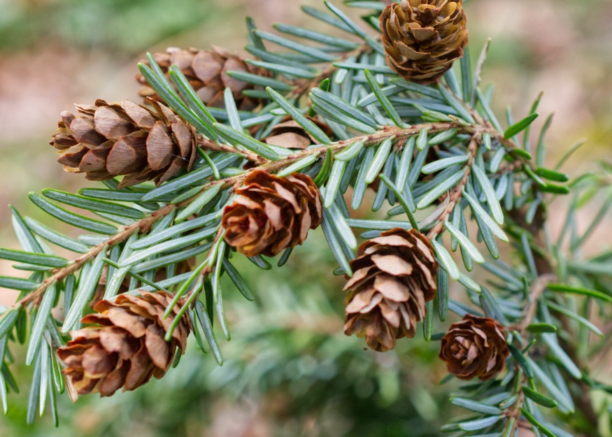 western hemlock cones