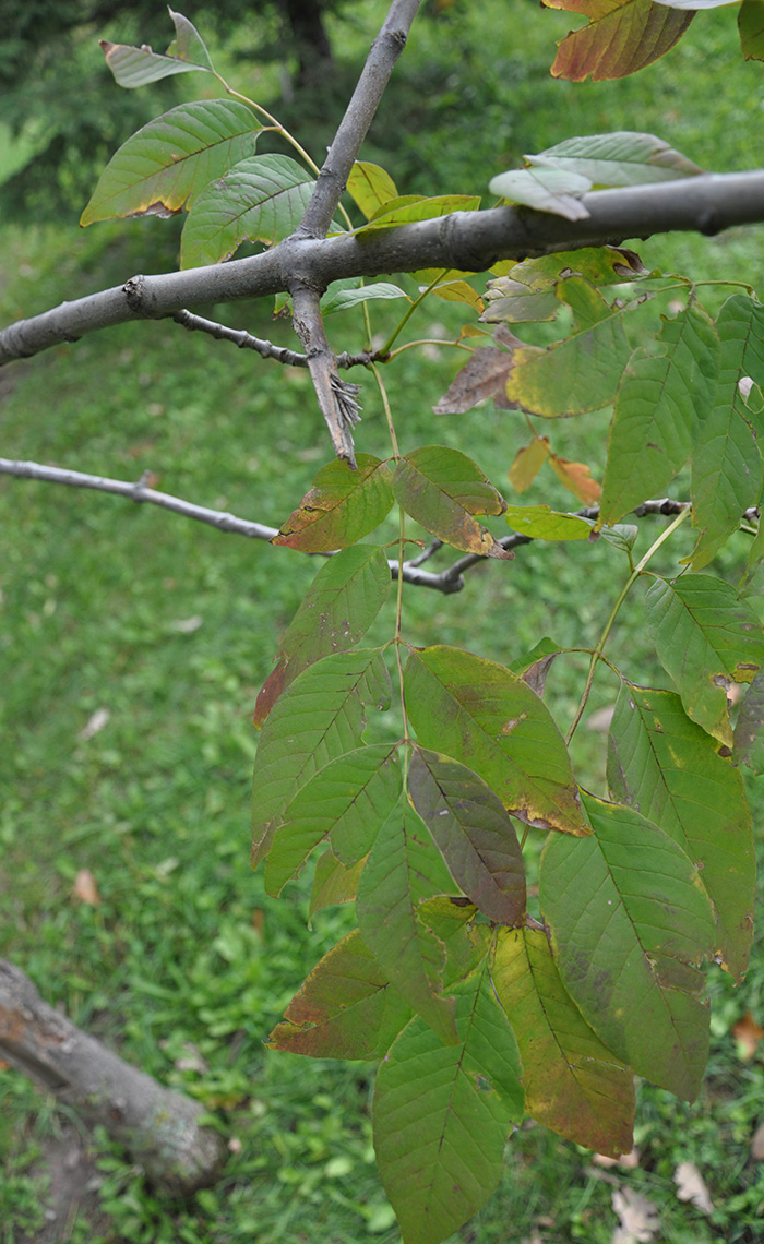White Ash leaves