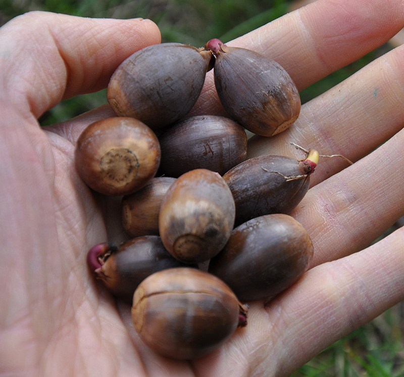 White Oak Acorns