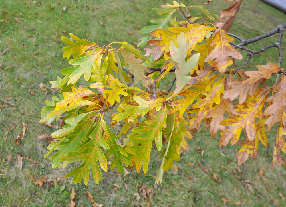 White Oak Leaves