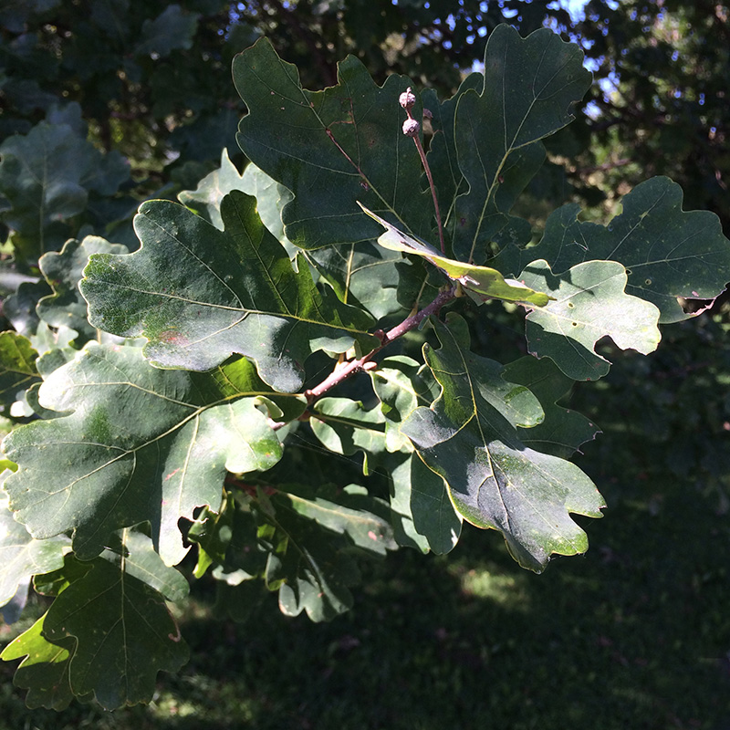 White Oak Leaves