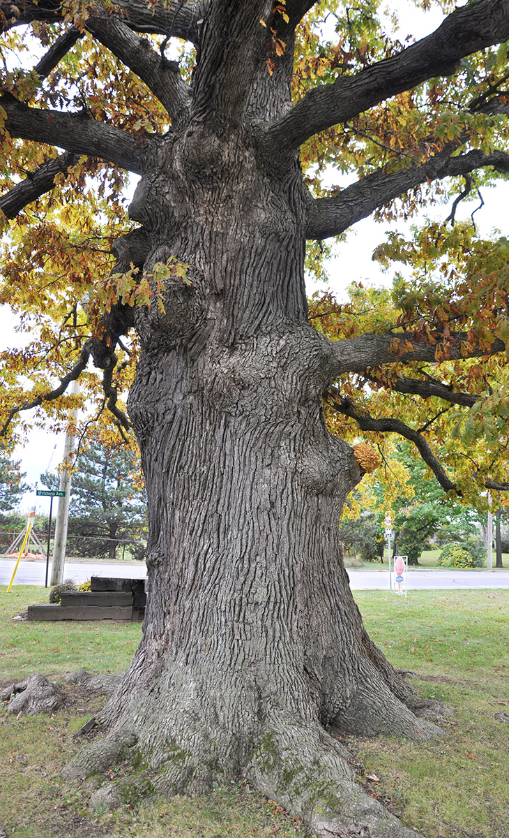 White Oak Trunk