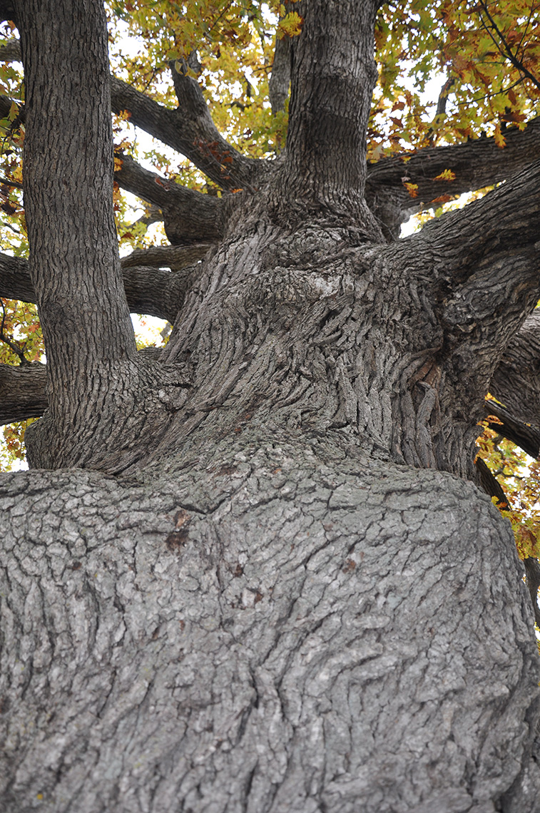 White Oak Bark