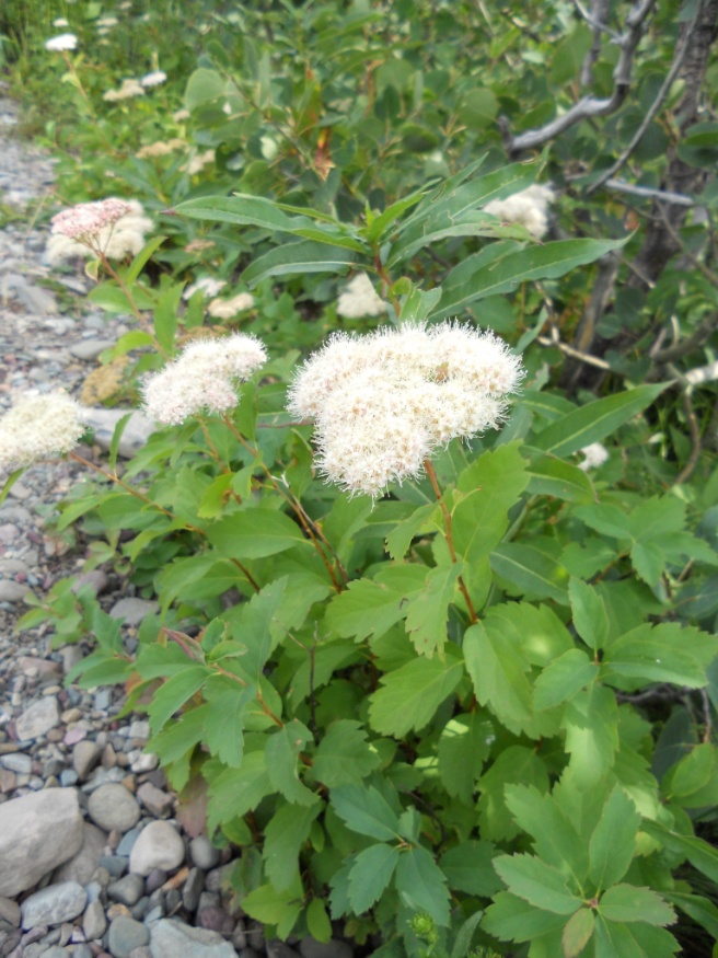 white spiraea