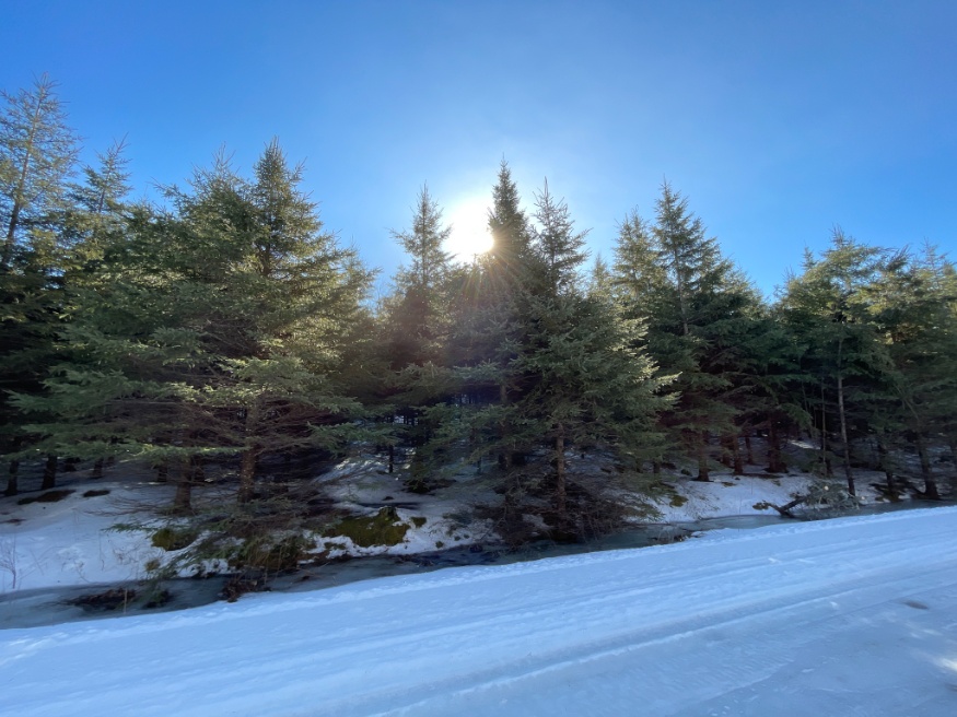 white spruce forest