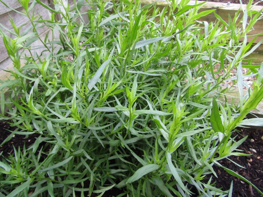 tarragon