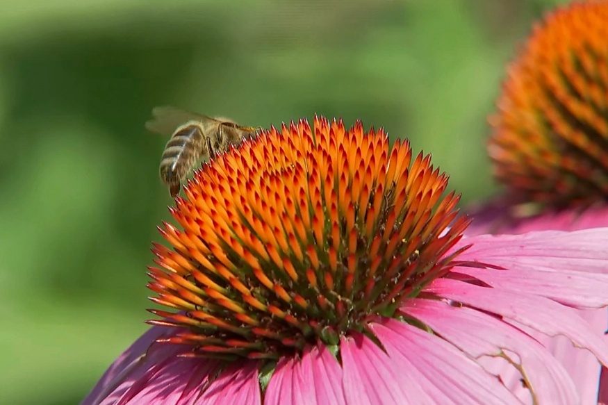 echinacea