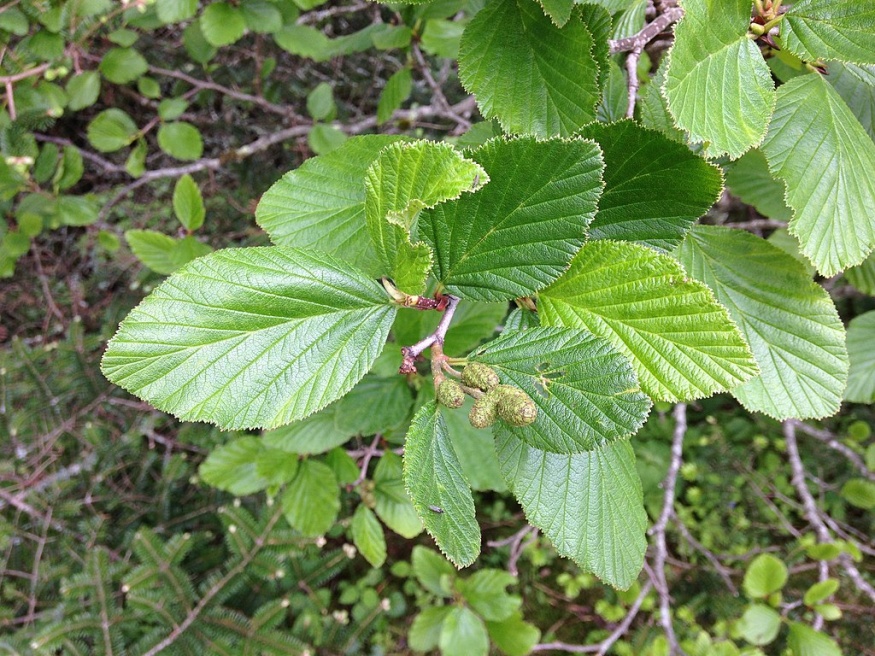 green alder leaves