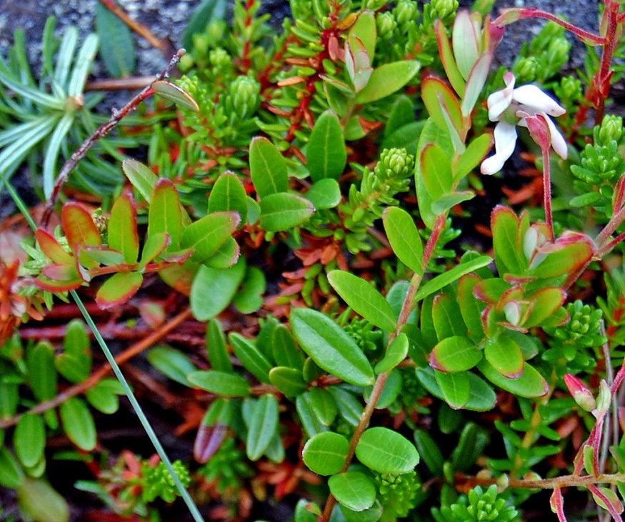 American cranberry leaves