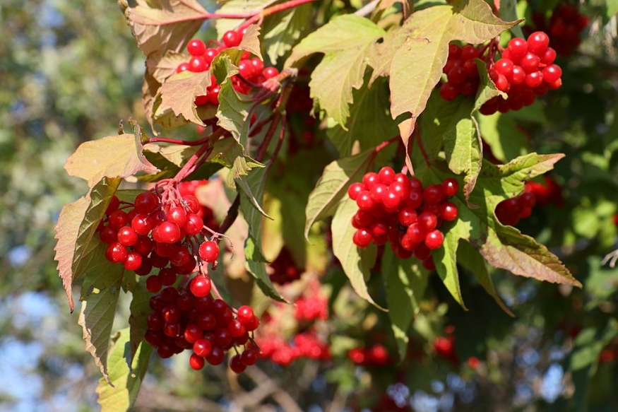highbush cranberry fruit