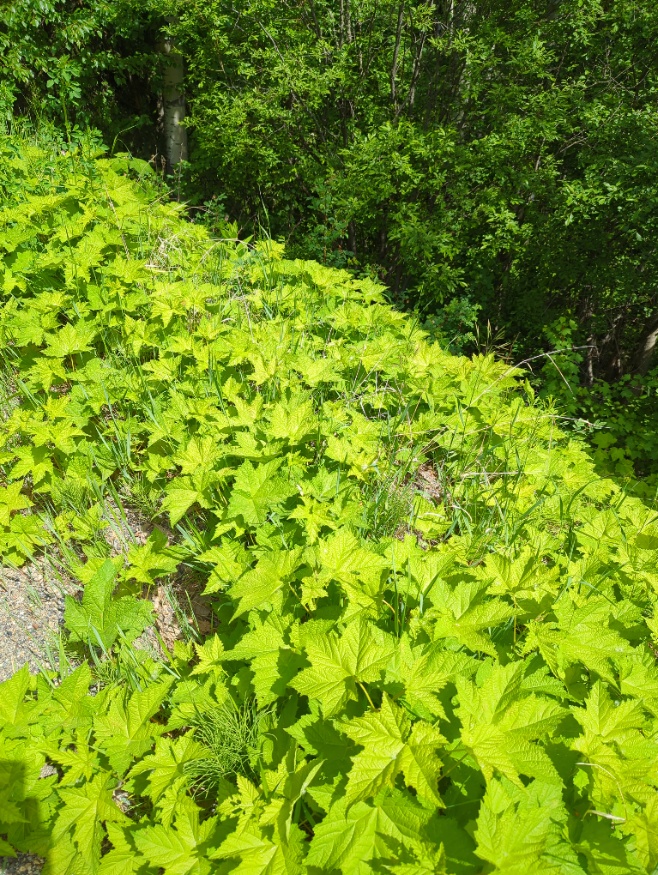 Thimbleberry