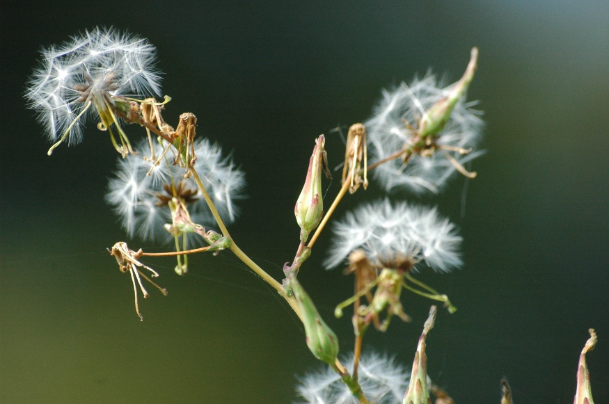 Tall Blue Lettuce – Grow & Use in Northern Gardens | Northern Medicinal ...