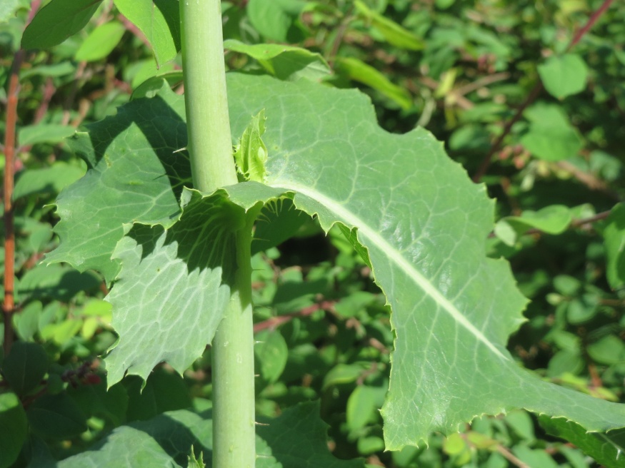 wild lettuce