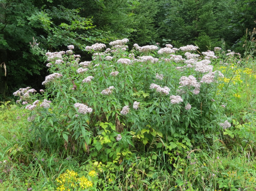 boneset