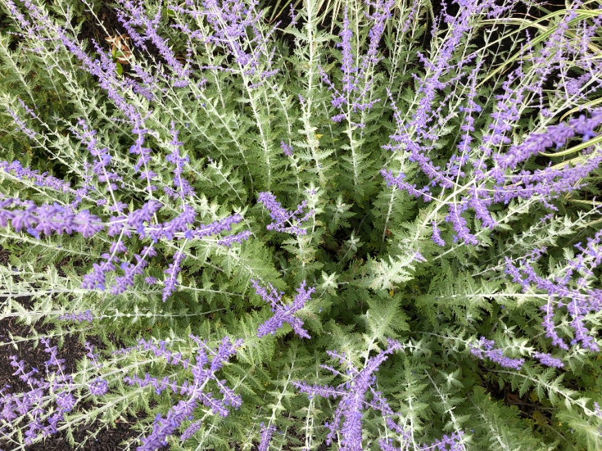 Russian sage