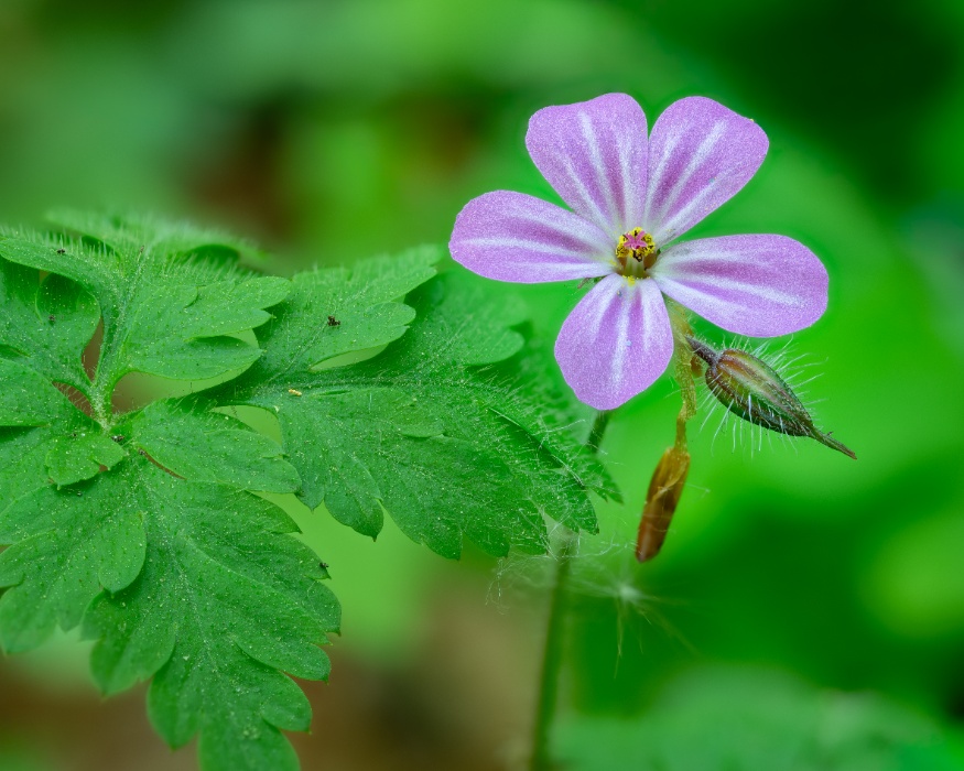 Wild Geranium (Geranium robertianum)