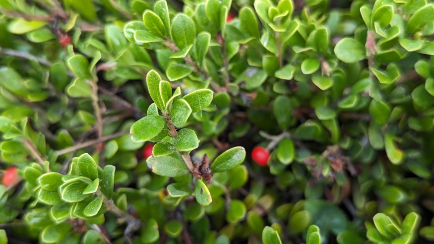 Bearberry bush