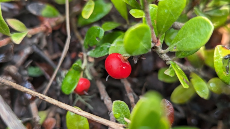 Bearberry berries