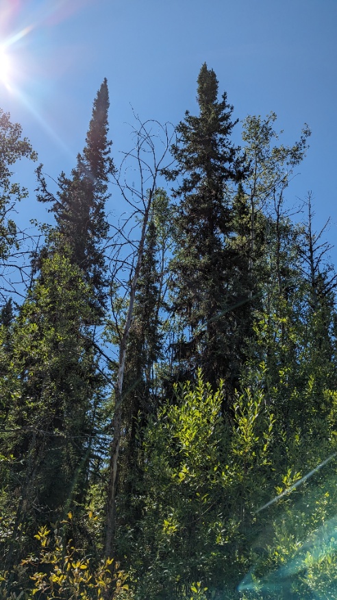 Black spruce