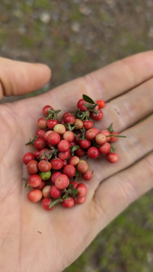 Bearberry berries