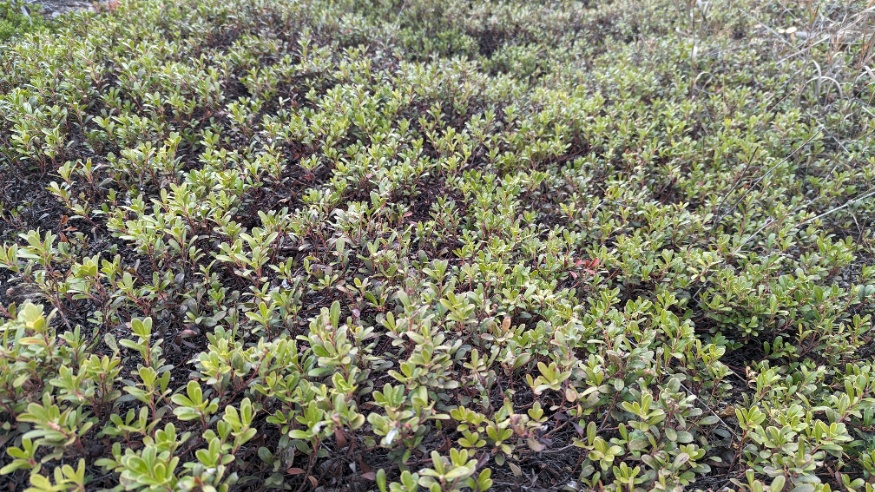 Bearberry plants