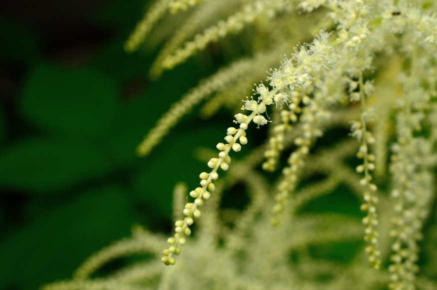 black cohosh