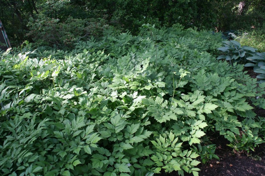 black cohosh