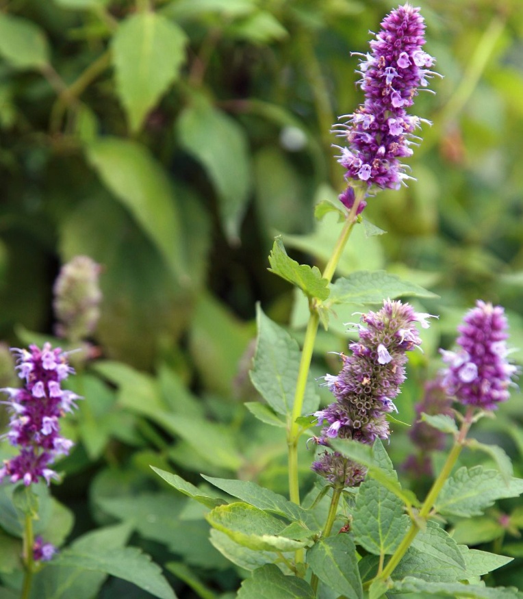 anise hyssop