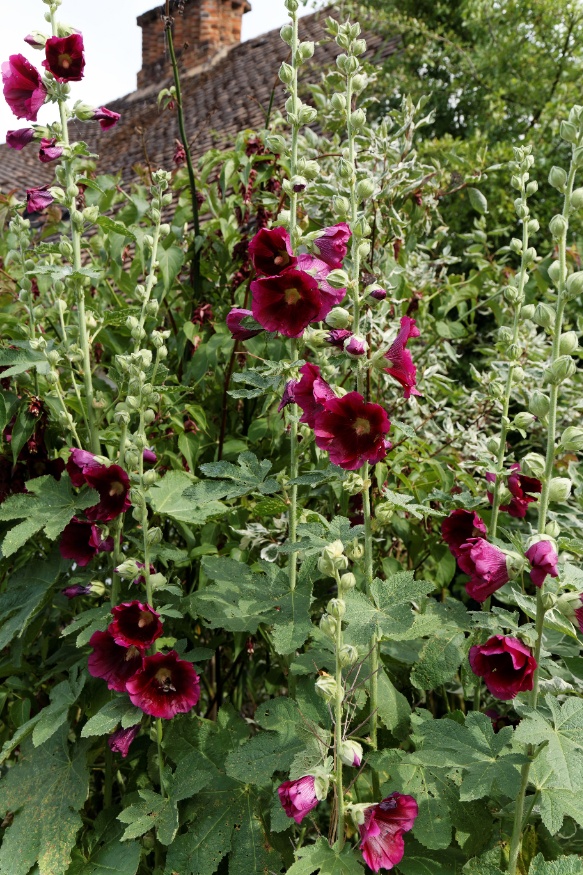 hollyhock