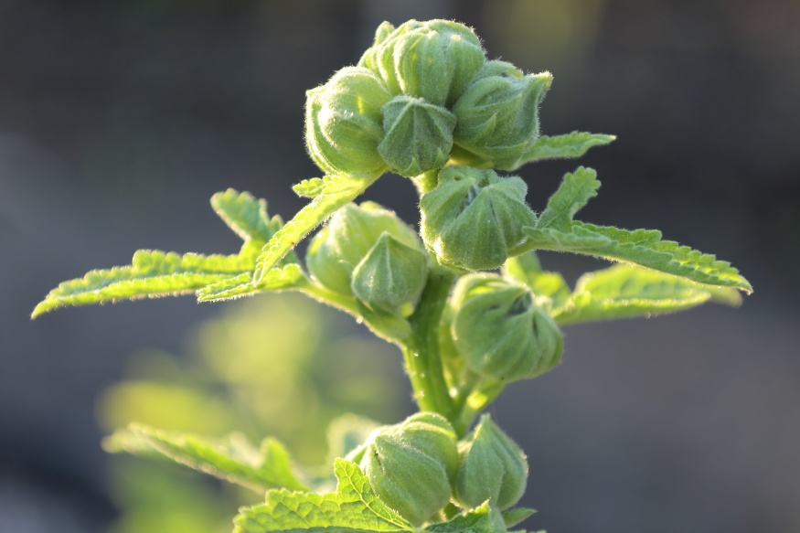 hollyhock