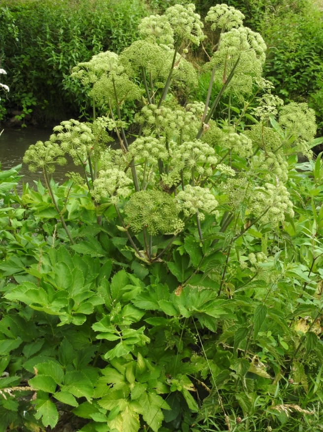 Angelica archangelica