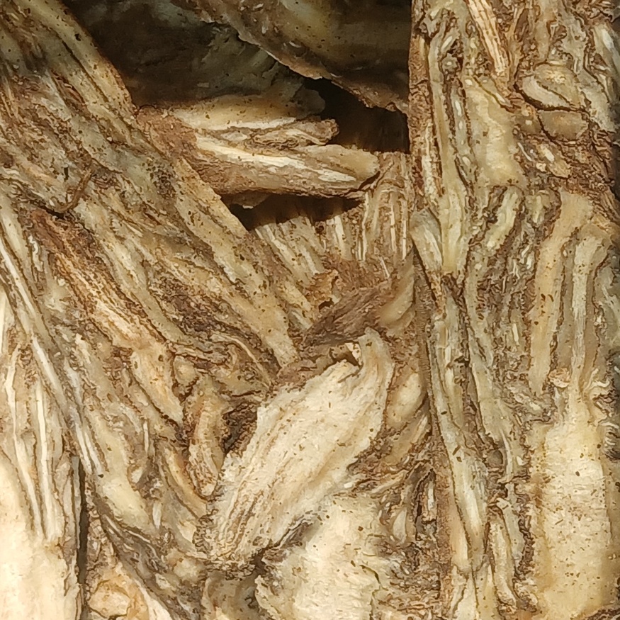 Angelica sinensis root