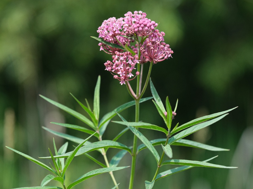 swamp milkweed