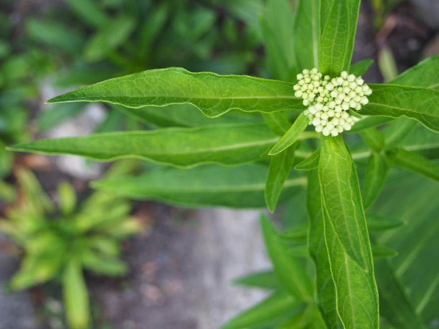 swamp milkweed