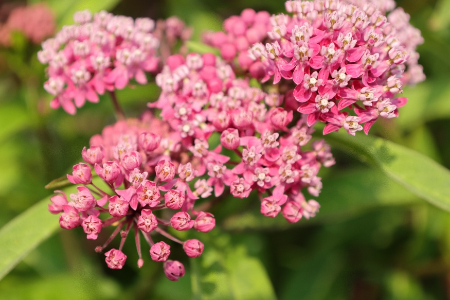 swamp milkweed