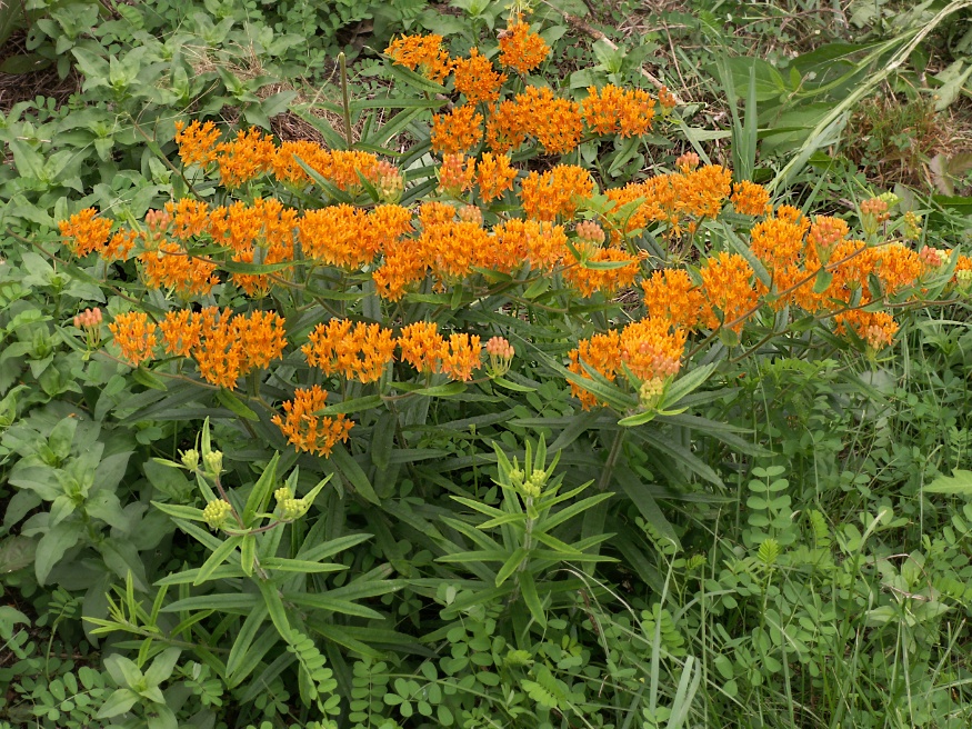 butterfly milkweed