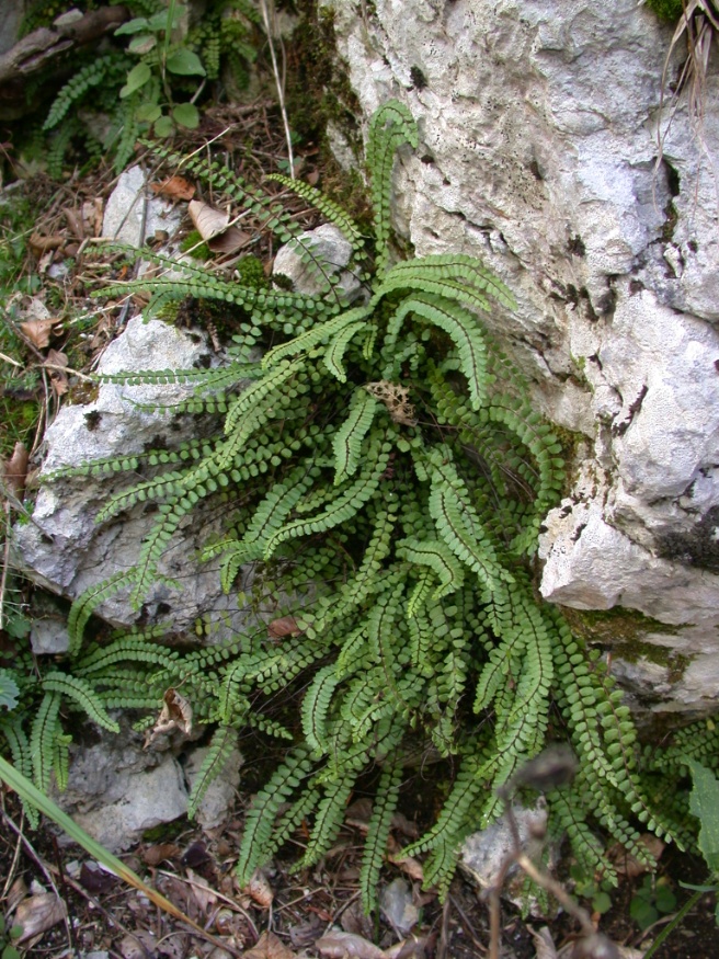 Maidenhair spleenwart