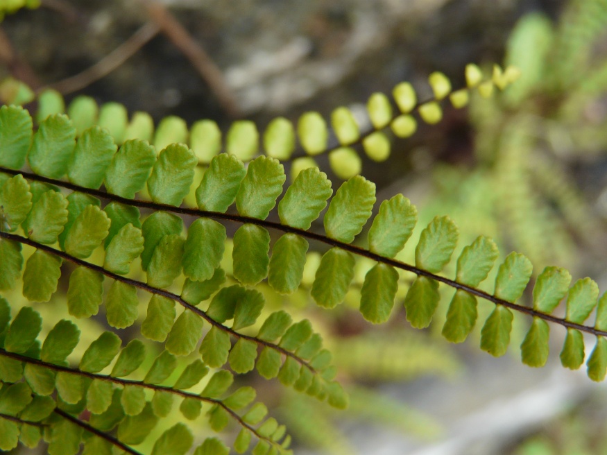 Maidenhair spleenwart