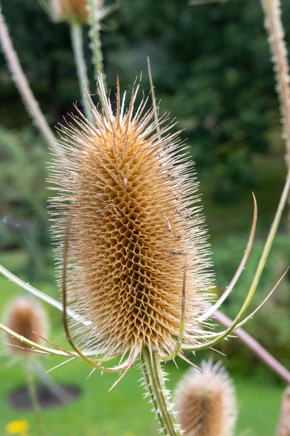 teasel