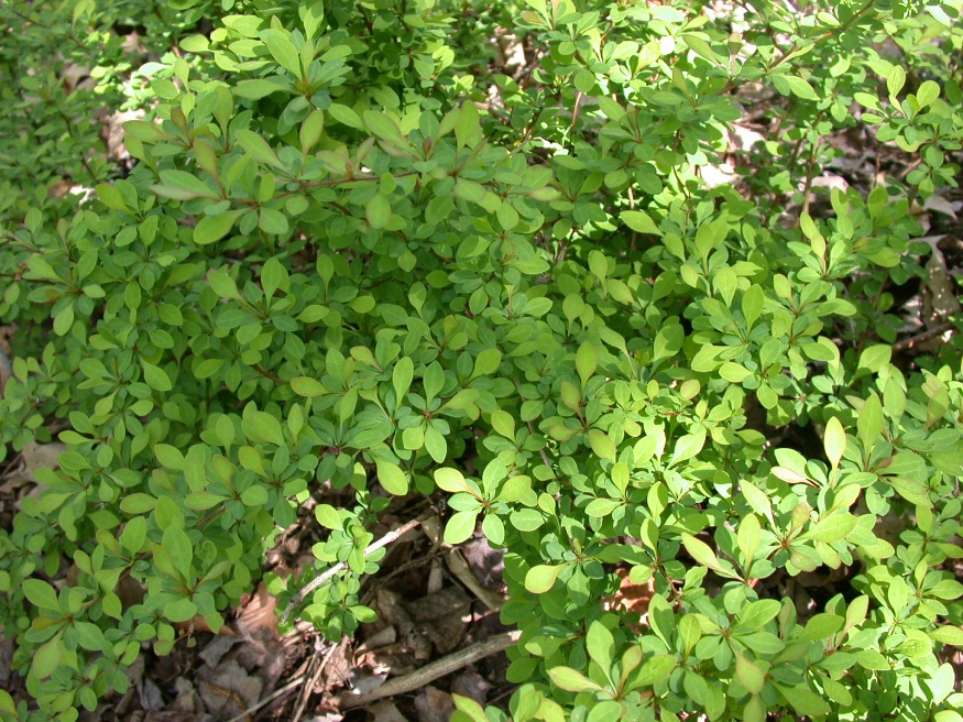 European barberry