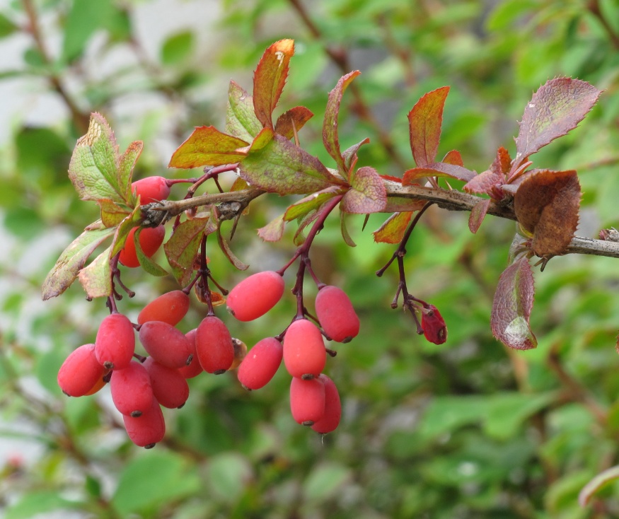 European barberry