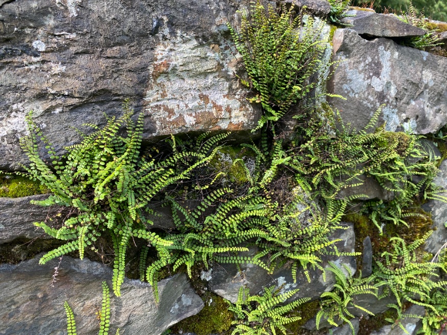 Maidenhair spleenwart