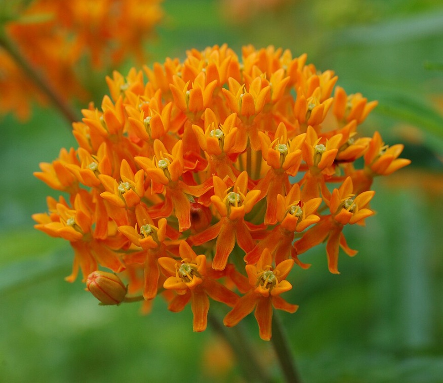butterfly milkweed