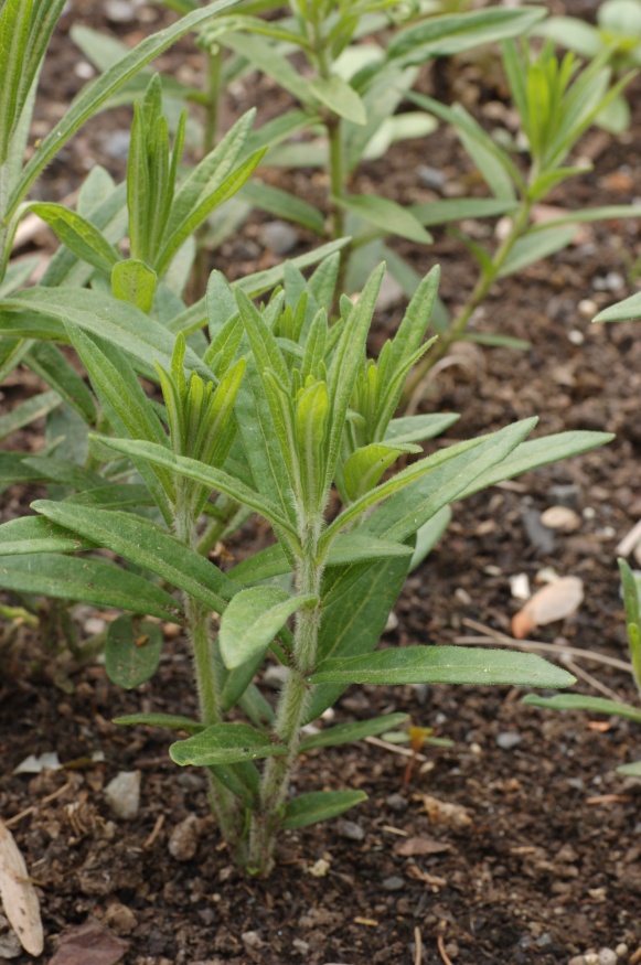 butterfly milkweed