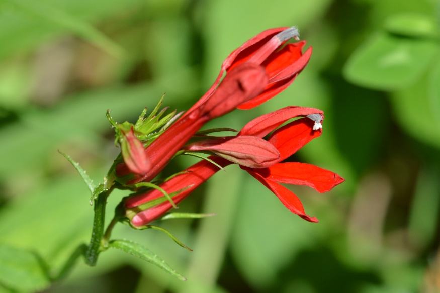 cardinal flower