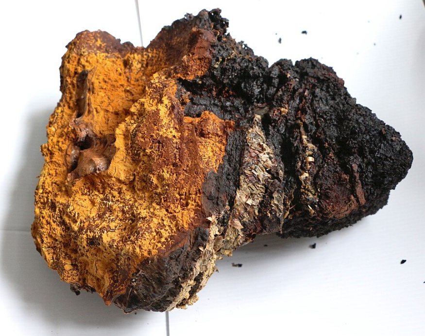 chaga