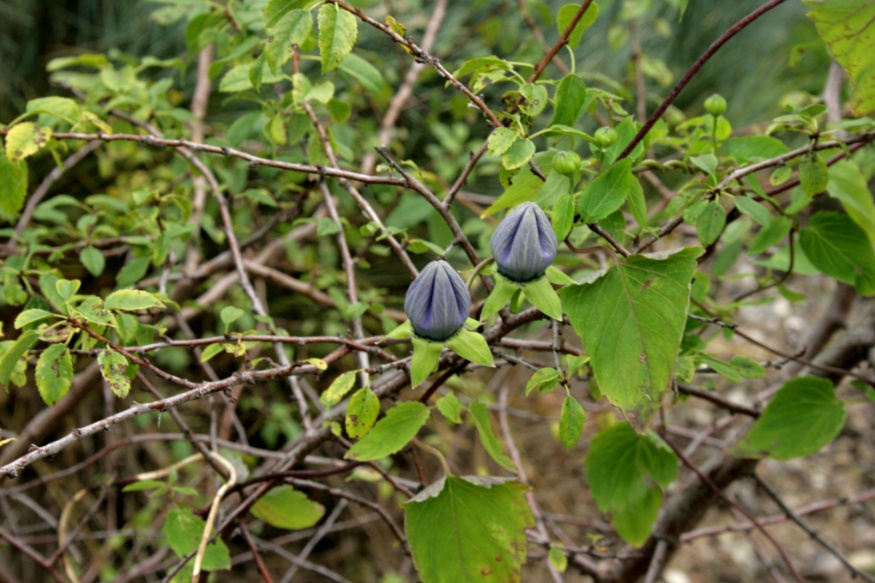 Codonopsis