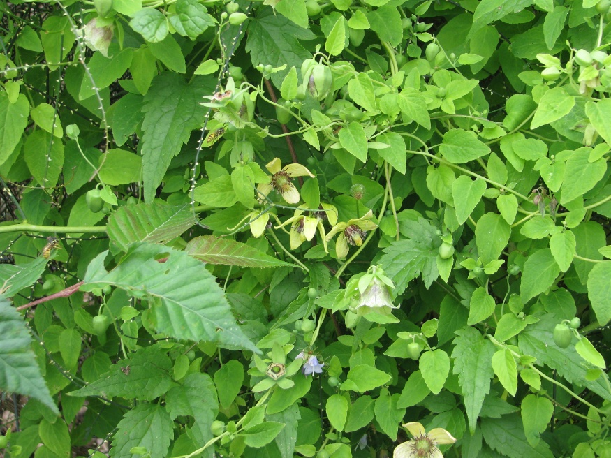 Codonopsis